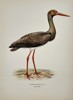 Magnus von Wright (1805-1868 – View of a Black Stork – Lithograph (20th Century)