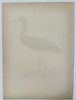 Magnus von Wright (1805-1868 – View of a Black Stork – Lithograph (20th Century)