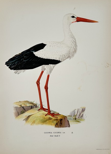 Magnus von Wright (1805-1868) – View of a White Stork – Chromolithograph (1920s)