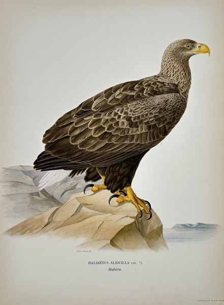 Magnus von Wright (1805-1868) – View of a White-tailed Eagle – Chromolithograph (1920s)