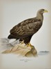 Magnus von Wright (1805-1868) – View of a White-tailed Eagle – Chromolithograph (1920s)