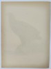 Magnus von Wright (1805-1868) – View of a White-tailed Eagle – Chromolithograph (1920s)