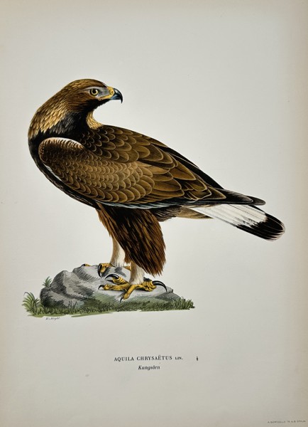 Magnus von Wright (1805-1868) – View of a Golden Eagle – Chromolithograph (1920s)