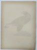 Magnus von Wright (1805-1868) – View of a Golden Eagle – Chromolithograph (1920s)