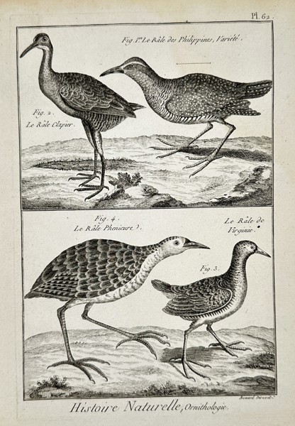Robert Bénard (18th Century) – View of various rail birds – Engraving (18th Century)