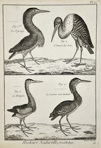 Robert Bénard (18th Century) – View of Heron species – Engraving (18th Century)