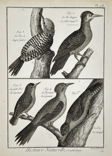Robert Bénard (18th Century) - View of woodpeckers - Engraving (18th Century)