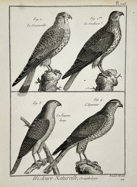 Robert Bénard (18th Century) – View of falcon and hawk species – Engraving (18th Century)