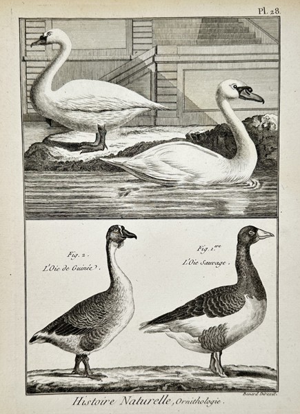 Robert Bénard (18th Century) – View of wild goose species – Engraving (18th Century)