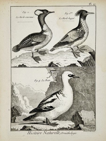 Robert Bénard (18th Century) – View of merganser species – Engraving (18th Century)