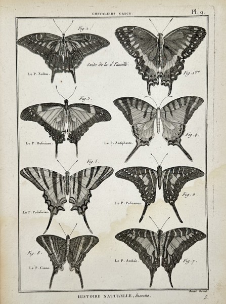 Robert Bénard (18th Century) – View of butterflies – Engraving (18th Century)