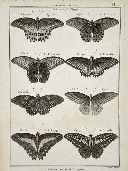 Robert Bénard (18th Century) – View of Chevaliers Troyens butterfly species – Engraving (18th Century)