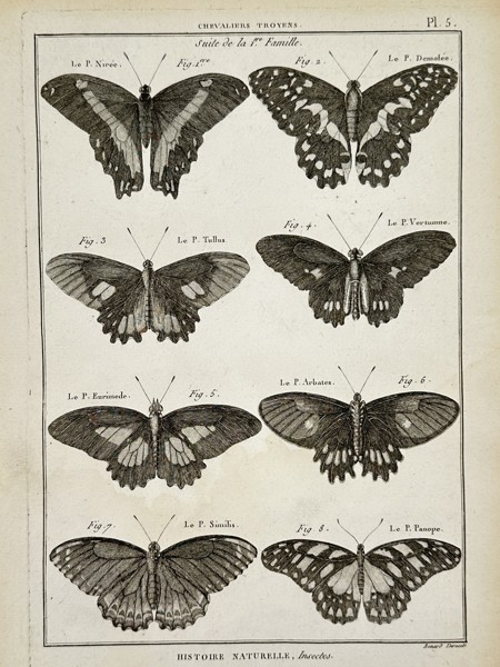 Robert Bénard (18th Century) – View of Chevaliers Troyens butterflies – Engraving (18th Century)