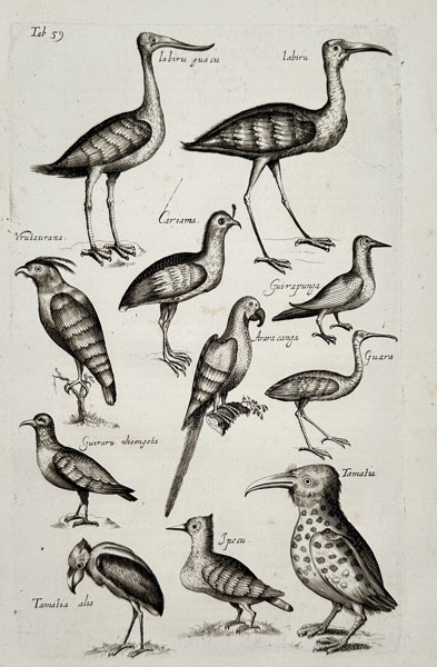 Joannes Jonstonus (1603-1675) – View of tropical avian species – Engraving (1653)