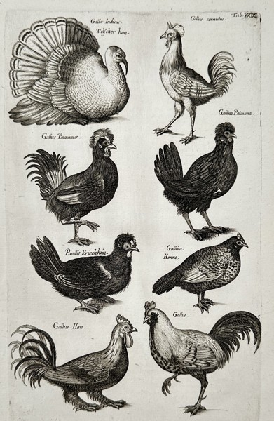Joannes Jonstonus (1603-1675) – View of gallus species – Engraving (1653)