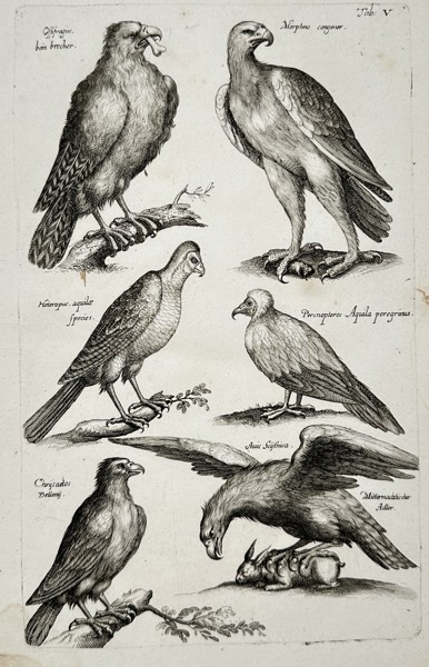 Joannes Jonstonus (1603-1675) – View of predatory bird species – Engraving (1653)