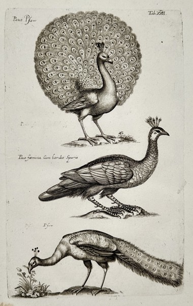 Joannes Jonstonus (1603-1675) – View of peacock species – Engraving (1653)