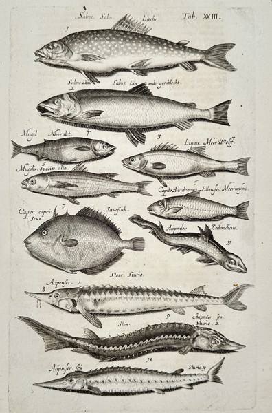 Joannes Jonstonus (1603-1675) – View of various fish species – Engraving (1653)