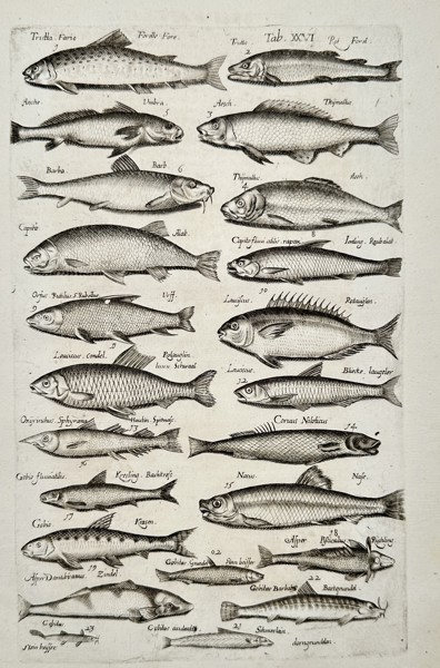 Joannes Jonstonus (1603-1675) – View of various freshwater fish species – Engraving (1653)