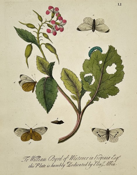 Eleazar Albin (1690–1742) – Plate LI: Botanical and Entomological Study – Hand-coloured etching (1731)