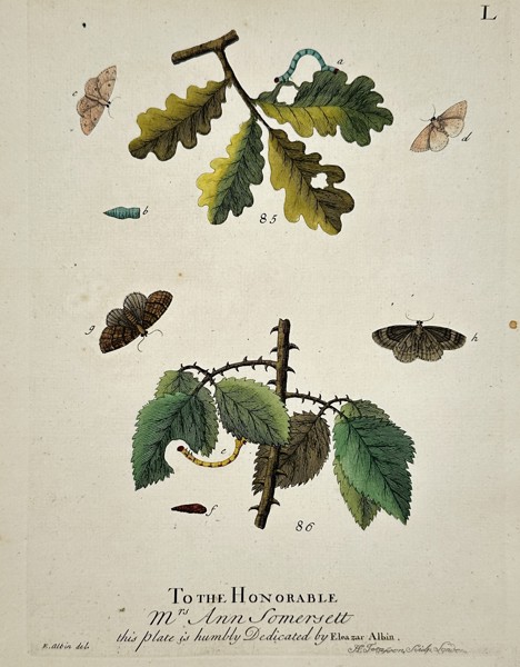 Eleazar Albin (1690-1742) – Botanical and Entomological Study – Hand-coloured etching (1731)