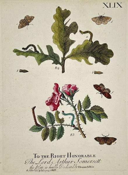 Eleazar Albin (1690–1742) – Plate XLIX: Botanical and Entomological Study – Hand-coloured etching (1723)