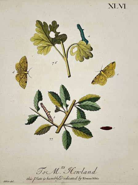 Eleazar Albin (1690–1742) – Plate XLVI: Botanical and Entomological Study – Hand-coloured etching (1720)