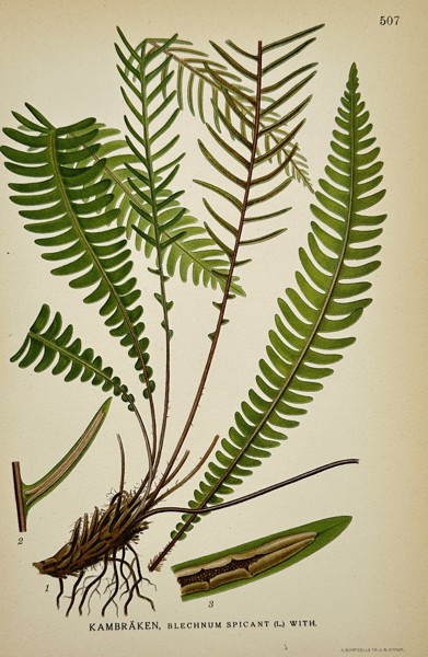 Carl Axel Magnus Lindman (1856–1928) – Kambräken (Blechnum spicant) – Chromolithograph (1901–1926)