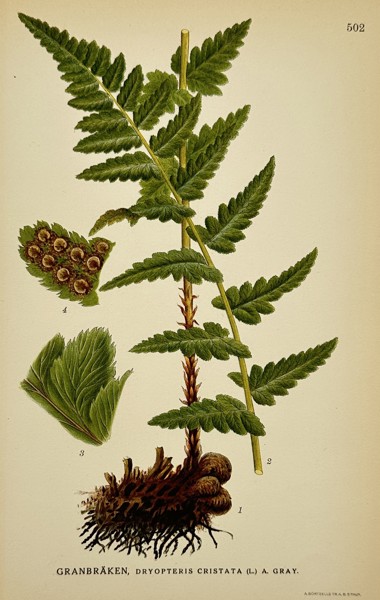 Carl Axel Magnus Lindman (1856–1928) – Granbräken (Dryopteris cristata) – Chromolithograph (1901–1926)