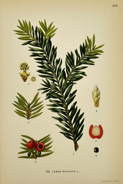 Carl Axel Magnus Lindman (1856–1928) – ID, Taxus baccata L. – Chromolithograph (1901–1926)
