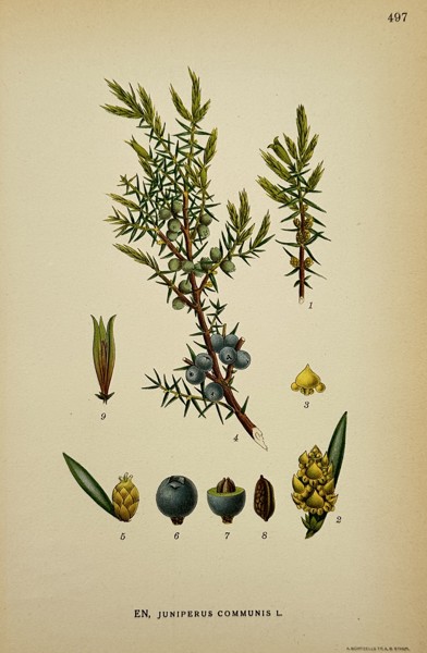 Carl Axel Magnus Lindman (1856–1928) – Juniperus communis – Chromolithograph (1901–1926)