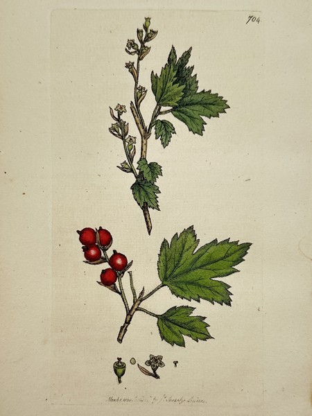 James Sowerby (1757–1822) – Ribes rubrum (Red Currant) – Hand-coloured engraving (c. 1800)