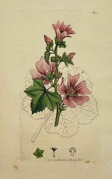 James Sowerby (1757–1822) – Malva sylvestris (Common Mallow) – Hand-coloured engraving (1799)