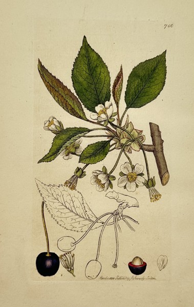 James Sowerby (1757–1822) – Prunus cerasus (Sour Cherry) – Hand-coloured engraving (1800)