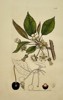 James Sowerby (1757–1822) – Prunus cerasus (Sour Cherry) – Hand-coloured engraving (1800)