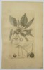 James Sowerby (1757–1822) – Prunus cerasus (Sour Cherry) – Hand-coloured engraving (1800)