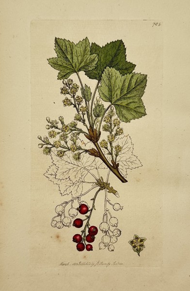 James Sowerby (1757–1822) – Ribes rubrum (Red Currant) – Hand-coloured engraving (1800)