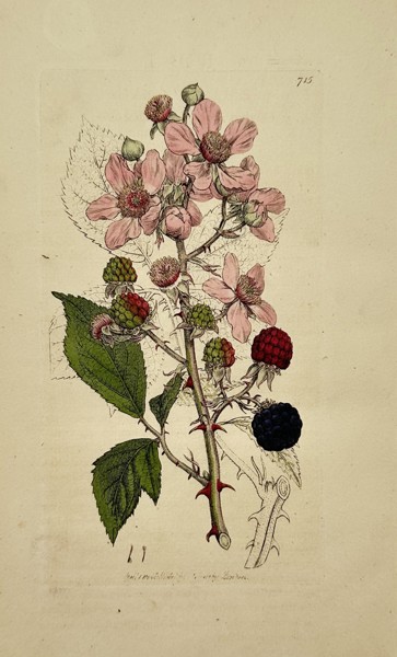 James Sowerby (1757–1822) – Rubus fruticosus (Common Bramble) – Hand-coloured engraving (c. 1800)