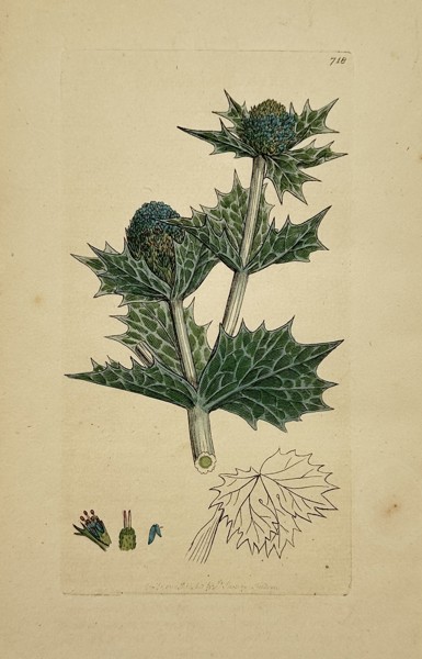 James Sowerby (1757-1822) – Eryngium maritimum (Sea Holly) – Hand-coloured engraving (1800)