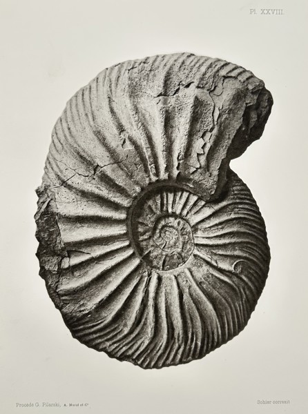 Albert de Grossouvre (1849-1932) – Ammonite Fossil – Lithograph (1894)