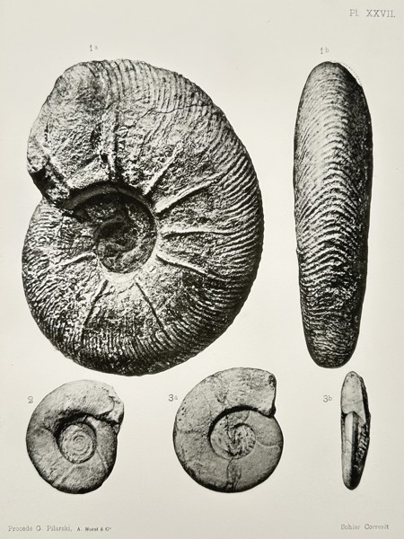 Albert de Grossouvre (1849-1932) – Ammonite Fossil Specimens – Lithograph (1894)