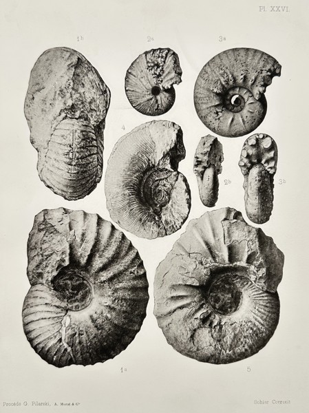 Albert de Grossouvre (1849-1932) – Ammonite Fossil Specimens – Lithograph (1894)