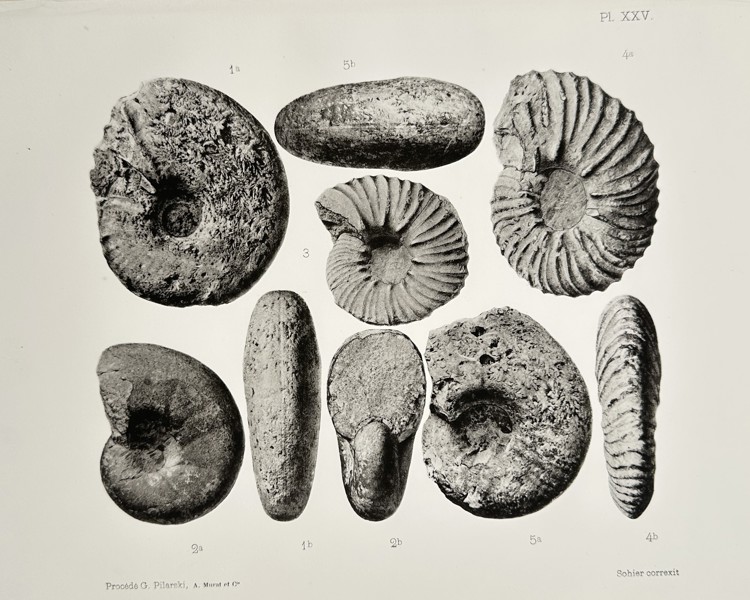 Albert de Grossouvre (1849-1932) – Ammonite Fossil Specimens – Lithograph (1894)