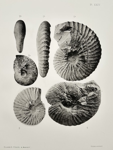 Albert de Grossouvre (1849-1932) – Paleontological Study of Ammonite Fossils – Lithograph (1894)