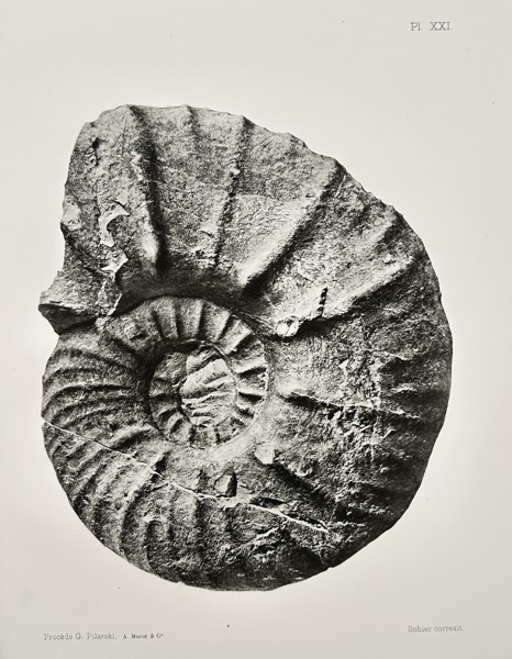 Albert de Grossouvre (1849-1932) - Ammonite Fossil - Lithograph (1894)