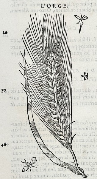 Pietro Andrea Mattioli (1501-1577) – Botanical Study of Barley – Engraving (16th Century)