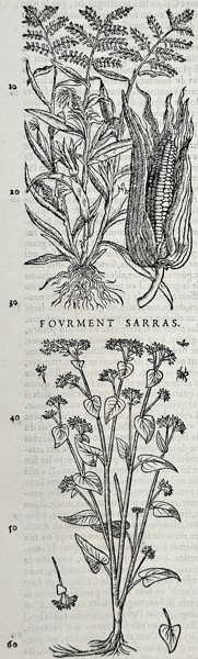 Pietro Andrea Mattioli (1501-1577) – Cereal Plant Illustration – Engraving (1561)