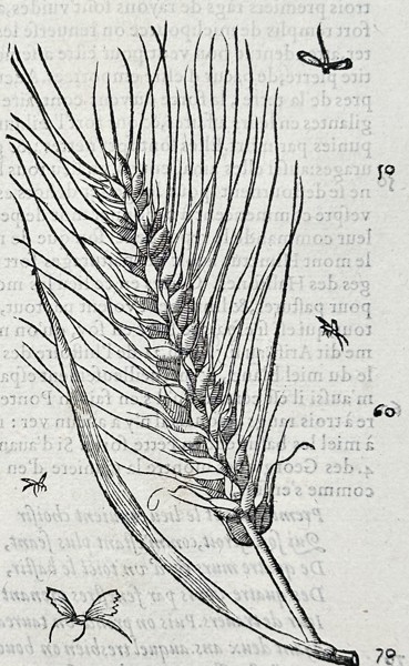 Pietro Andrea Mattioli (1501-1577) – Botanical Study of Wheat – Woodcut (16th Century)