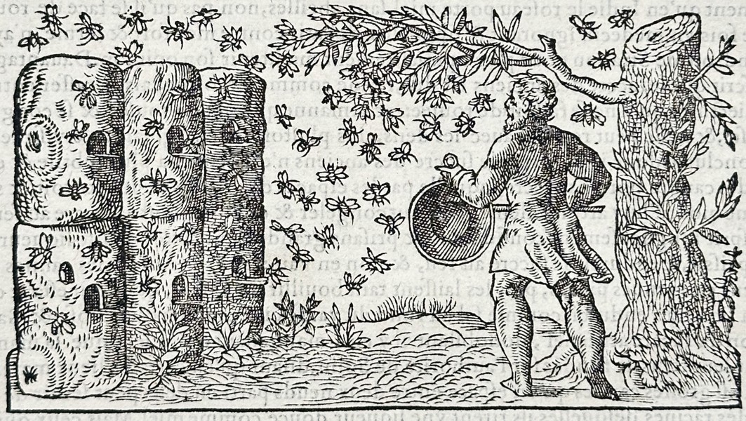 Pietro Andrea Mattioli (1501-1577) – Botanical Study of Wheat – Woodcut (16th Century)