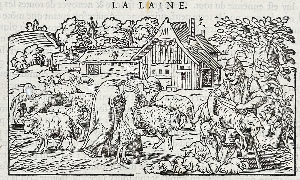 Pietro Andrea Mattioli (1501-1577) – Illustration of Wool Processing and Rennet – Woodcut (16th Century)